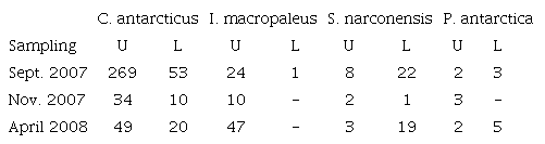 Abundance (number of individuals) of polychaete species encrusting scallops on Upper and Lower valves of Zygochlamys patagonica. Period 2007-2008, 38&deg; 37&rsquo; S - 39&deg; 09&rsquo; S, SW Atlantic