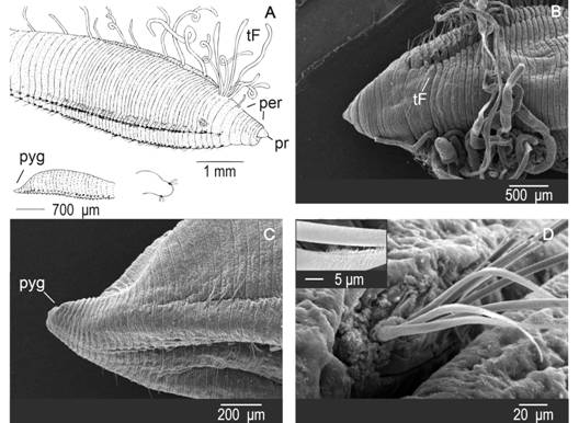 Protocirrineris baiana sp. nov. A: General view, anterior region. B: Anterior region; C: Posterior region and pygidium; D: Capillary chaetae.