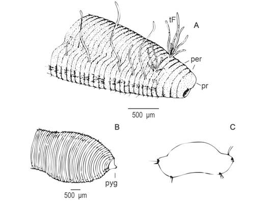 Protocirrineris camamuensis sp. nov. A: anterior region; B: posterior region and pygidium; C: cross section in thoracic region, showing long and abundant notochaetaes and the ventral neuropodium with short and scares chaetae.