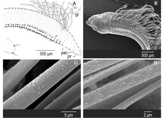 Protocirrineris sp. A. A: Schematic draws of anterior region and cross section. B: SEM of the anterior region. Note the long and abundant capillaries in both noto- and neuropodium. C: Detail of capillary chaetae stout and finely striate in one edge. D: Detail of capillary chaetaes finely denticulate with small spaced teeth and tip slightly raised, all around its circumference.