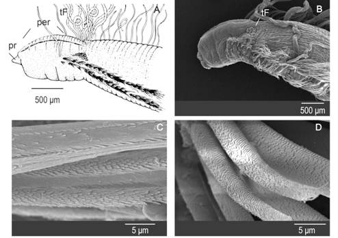 Protocirrineris sp. B. A: Schematic draw of anterior region. B: SEM of anterior region with long capillary chaetae. C: Long capillaries denticulate, with numerous and tight teeth, the tip is raised. D: Capillaries with numerous and tight teeth.