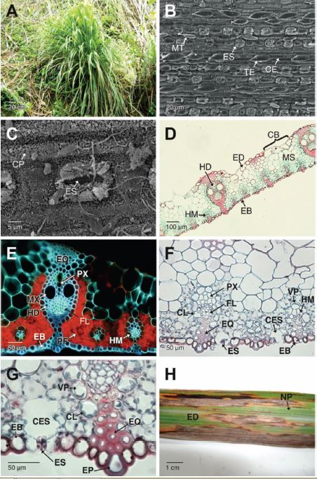 Plantas, tejidos sanos y lesiones ocasionadas por Puccinia nakanishikii en Cymbopogon citratus. A. Planta cespitosa de C. citratus. B-C. Detalles de la cara abaxial de las hojas, mostrando el arreglo lineal de las c&eacute;lulas epid&eacute;rmicas y sus derivados. D. Secci&oacute;n trasversal de las hojas. Se aprecia el mes&oacute;filo y los haces vasculares colaterales de mayor y menor di&aacute;metro (campo claro, Safranina-Azul de Alcian). E. Corte transversal a mano alzada de la hoja mostrando la epidermis adaxial, abaxial, haces vasculares y mes&oacute;filo de las hojas (cortes sin te&ntilde;ir y epifluorescencia filtro UV). F-G. Cortes transversales de la hoja mostrando la anatom&iacute;a Kranz, estomas, cavidades subestom&aacute;ticas y c&eacute;lulas epid&eacute;rmicas adaxiales y abaxiales. H. Cara adaxial de la hoja mostrando lesiones y necrosis de los tejidos. CB: c&eacute;lulas buliformes; CE: c&eacute;lulas epid&eacute;rmicas; CES: cavidad subestom&aacute;tica; CL: cloroplastos; CP: ceras epicuticulares; EB: epidermis abaxial; ED: epidermis adaxial; EP: c&eacute;lulas epid&eacute;rmicas papilares; EQ: escler&eacute;nquima; ES: estomas; FL: floema; HD: haces vasculares de mayor di&aacute;metro; HM: haces vasculares de menor di&aacute;metro; MS: mes&oacute;filo; MT: microtricomas; MX: metaxilema; NP: venaci&oacute;n paralel&oacute;droma; PF: par&eacute;nquima fotosint&eacute;tico; PX: protoxilema; TE: tricoma espinoso; VP: vaina parenquimatosa. 
						
