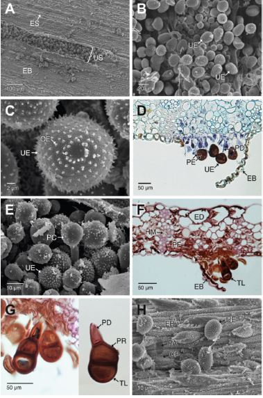 Estados esp&oacute;ricos de Puccinia nakanishikii en Cymbopogon citratus. A-B. Urediosoros sobre la cara abaxial de la hoja. Se aprecian las masas de urediosporas. C. Detalle de las urediosporas. D. Secci&oacute;n transversal de un urediosoro. Se aprecian las urediosporas con poros germinativos ecuatoriales (campo claro, azul de Alcian-Hematoxilina.). E. Par&aacute;fisis capitada en los urediosoros. F-G. Secciones trasversales de un teliosoro y detalles de las teliosporas. Se aprecia el poro germinativo lateral de las teliosporas (campo claro, Safranina-azul de Alcian). H. Parche de adhesi&oacute;n de las urediosporas en la epidermis abaxial. Se observa la degradaci&oacute;n de las ceras epicuticulares. CP: ceras epicuticulares; EB: epidermis abaxial; ED: epidermis adaxial; ES: estomas; HM: haces vasculares de menor di&aacute;metro; OE: ornamentaci&oacute;n equinulada; PA: parche de adhesi&oacute;n; PC: par&aacute;fisis capitadas; PD: pedicelo; PE: poros germinativos ecuatoriales; PF: par&eacute;nquima fotosint&eacute;tico; PR: poro de germinaci&oacute;n; TL: teliospora; UE: urediosporas; US: urediosoro.