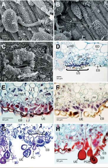 Germinaci&oacute;n de las urediosporas de Puccinia nakanishikii en la cara abaxial de Cymbopogon citratus y formaci&oacute;n de los urediosoros. A-B. Espora germinando, se observa el tubo germinativo. C. Tubo germinativo entrando a los tejidos foliares a trav&eacute;s de los estomas. D. Secci&oacute;n transversal de un urediosoro inmaduro en la cara abaxial de la hoja (campo claro, azul de Alcian-Hematoxilina). La tinci&oacute;n azul oscura indica la presencia de gran cantidad de n&uacute;cleos celulares por la proliferaci&oacute;n de las hifas. E-F. Secciones transversales de un urediosoro en desarrollo. Se aprecia el estado dicarionte (Safranina-azul de Alcian y azul de Alcian-Hematoxilina, respectivamente). G-H. Urediosoro levantando la epidermis abaxial. Se aprecia el efecto de la presi&oacute;n que ejercen las par&aacute;fisis capitadas en el proceso de levantar y romper la epidermis (Secciones transversales, campo claro, azul de toluidina y Safranina-azul de Alcian, respectivamente). CP: ceras epicuticulares; EB: epidermis abaxial; ED: epidermis adaxial; ES: estomas; HD: haces vasculares de mayor di&aacute;metro; HM: haces vasculares de menor di&aacute;metro; PC: par&aacute;fisis capitadas; PF: par&eacute;nquima fotosint&eacute;tico; TG: tubo germinativo; UE: urediosporas; US: urediosoro. 