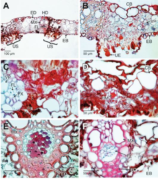 Uredisoros maduros de Puccinia nakanishikii y aspectos histopatol&oacute;gicos en las hojas de Cymbopogon citratus (Secciones trasversales en campo claro, Safranina-azul de Alcian). A. Los urediosoros se desarrollan sobre toda la l&aacute;mina foliar. B. Detalle de un urediosoro maduro. Se aprecian las masas urediosporas y el da&ntilde;o a los tejidos fotosint&eacute;ticos, as&iacute; mismos, los da&ntilde;os en los tejidos del lado adaxial de la l&aacute;mina foliar. C-D. Detalle del colapso, necrosis y acumulaci&oacute;n de polifenoles de los tejidos del mes&oacute;filo y epidermis adaxial de la hoja. E. Necrosis en el floema. F. Colapso del floema y deterioro leve del xilema. CB: c&eacute;lulas buliformes; EB: epidermis abaxial; ED: epidermis adaxial; EQ: escler&eacute;nquima; FL: floema; HD: haces vasculares de mayor di&aacute;metro; HM: haces vasculares de menor di&aacute;metro; MX: metaxilema; PF: par&eacute;nquima fotosint&eacute;tico; PL: polifenoles; PX: protoxilema; UE: urediosporas; US: urediosoro; VP: vaina parenquimatosa.