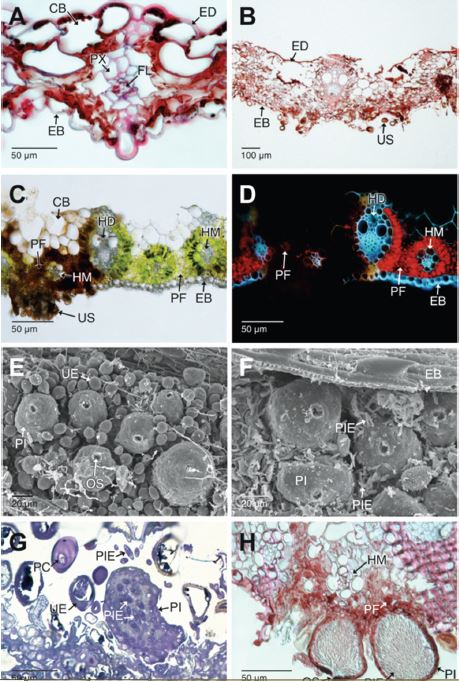 Aspectos histopatol&oacute;gicos en las hojas de Cymbopogon citratus afectadas por Puccinia nakanishikii y picnidios con picnidiosporas del hiperpar&aacute;sito Sphaerellopsis. A-B. Secciones trasversales de las hojas necr&oacute;ticas. Con la evoluci&oacute;n de la necrosis celular, todos los tejidos de la l&aacute;mina foliar colapsan, persistiendo los haces vasculares colaterales de mayor di&aacute;metro (campo claro y con Safranina-azul de Alcian). C-B. Secciones transversales a mano alzada de un urediosoro (campo claro, sin te&ntilde;ir y epifluorescencia con luz UV, respectivamente). C. Los tejidos necr&oacute;ticos se aprecian en color marr&oacute;n oscuro y los sanos en color verde. D. Los tejidos fotosint&eacute;ticos sanos emiten autofluorescencia en rojo; los tejidos necrosados no presentan esta emisi&oacute;n. E-F. Detalle de los picnidios y picnidiosporas libres de Sphaerellopsis. G-H. Secciones longitudinales de los picnidios. G. Se aprecian las picnidiosporas (campo claro, azul de Toluidina). H. Se aprecia la estrecha uni&oacute;n entre los picnidios y los tejidos afectados por la roya (campo claro, Safranina azul de Alcian). CB: c&eacute;lulas buliformes; EB: epidermis abaxial; ED: epidermis adaxial; ES: estomas; FL: floema; HD: haces vasculares de mayor di&aacute;metro; HM: haces vasculares de menor di&aacute;metro; OS: ostiolo; PC: par&aacute;fisis capitadas; PF: par&eacute;nquima fotosint&eacute;tico; PI: picnidios; PIE: picnidiosporas libres; PX: protoxilema; UE: urediospora; US: urediosoro.