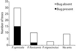 Number of acacia trees (Vachellia collinsii*) where Piezogaster reclusus bugs were present (black) or absent (white), depending on the presence of a colony of ants on the tree, and the species of mutualistic acacia ants. * Except three Ps. flavicornis colonies without the bug on V. cornigera.