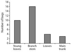 Bugs were mainly found on young leaves and branches, and less often on the main trunk or on older leaves.