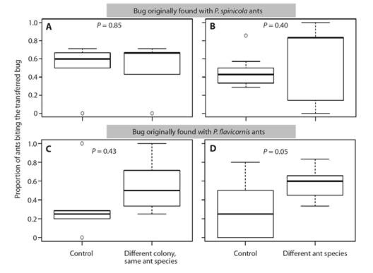 Proportion of ants biting bugs originally found on trees with Ps. spinicola ants, to which we performed A. an intraspecific transfer, i.e., transferred to a tree with ants of the same species but different colony; or B. an interspecific transfer, i.e., transferred to a tree with a different ant species. We also tested bugs that were originally found on trees with Ps. flavicornis ants and we also performed C. intraspecific or D. interspecific transfers. Our experimental design has paired observations, then &ldquo;Control&rdquo; refers to bugs transferred to a different branch on the same tree where it was originally found. The proportion of ants biting only increased when we transferred bugs originally found on Ps. flavicornis to trees with a different ant species. The boxplot represents the median, IQR and maximum and minimum values; outliers are represented as circles.