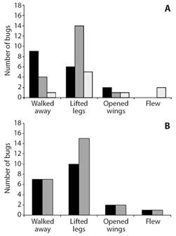 Number of times that bugs showed different evasive behaviors A. when transferred to an acacia tree with Ps. flavicornis ants (black), Ps. spinicola ants (gray) or Ps. nigrocinctus ants (white). Bugs were more likely to lift legs when placed on trees with Ps. spinicola; to walk away when the tree had Ps. flavicornis ants and to open wings when placed with Ps. flavicornis or Ps. nigrocinctus. B. the behavior observed on the transfer was independent of the ant species to which the bug was originally associated.