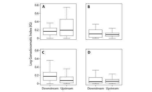 Gonadosomatic index logarithm (IG) between seasons and sexes at sites upstream and downstream from the Boa Esperança Dam, Parnaíba River, Piauí State, Brazil. a) Female Rainy Season, b) Female Dry Season, c) Male Rainy Season and d) Male Dry Season.