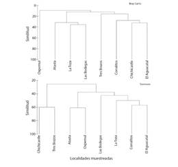 Dendrograma que agrupa a ocho localidades con tintales en el sureste de M&eacute;xico, en relaci&oacute;n con las especies de murci&eacute;lagos que en ellas se registraron. A: con la similitud de Bray Curtis, tomando en cuenta la abundancia de las especies y B: con la similitud de S&oslash;rensen, tomando en cuenta la presencia de especies compartidas y exclusivas en cada localidad.