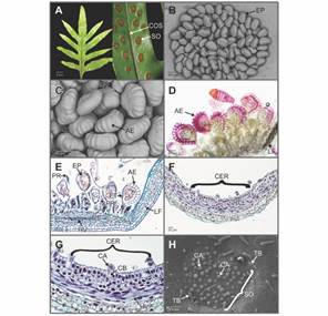 Phymatosorus scolopendria. Soros, esporangios maduros y c&eacute;lulas receptaculares A. Frondas f&eacute;rtiles, mostrando los pares de l&oacute;bulos y la distribuci&oacute;n de los soros hundidos.B-C. Detalle de los soros exindusiados y leptosporangios con anillos engrosados; en ambos casos, las par&aacute;fisis no se aprecian (Microscop&iacute;a electr&oacute;nica de barrido-MEB). D. Secci&oacute;n longitudinal a mano alzada de un soro maduro. Observe la lignificaci&oacute;n del anillo del esporangio en color p&uacute;rpura (Floroglucinol &aacute;cido). E. Secci&oacute;n longitudinal de un soro maduro. Se observan esporangios en diferentes etapas del desarrollo y la relaci&oacute;n estrecha del soro con los haces vasculares (Hematoxilina-azul de alciano). F-G. Zona del recept&aacute;culo mostrando las caracter&iacute;sticas citol&oacute;gicas de las c&eacute;lulas epid&eacute;rmicas (Hematoxilina-azul de alciano). H. Soro inmaduro, se muestran primordios de esporangios y tricomas bicelulares (MEB). AE: anillo del esporangio; CA: c&eacute;lula apical; CB: c&eacute;lula basal; CER: c&eacute;lulas epid&eacute;rmicas del recept&aacute;culo; COS: c&oacute;stula; EP: esporangios; ET: estomio; LF: lamina foliar; HV: haces vasculares; PR: par&aacute;fisis receptaculares; RE: recept&aacute;culo; SO: soro; TB: tricomas bicelulares. 
