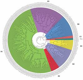 Bayesian reconstruction of Papillomaviridae family phylogeny based on the concatenated sequences of L1 and L2 genes. The three major non-taxonomic groups (called A, B, and C) are highlighted with group A and Group B further subdivided into A1, A2, A3, and A4, and B1 and B2, respectively.
