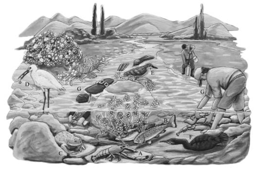 Suite of main predators of Cryphiops caementarius in environments from Northern Chile. A.C. caementarius, B.Oncorhynchus mykiss, C.Calyptocephalella gayi, D.Egretta thula, E.Nycticorax nycticorax, F.Phalacrocorax brasilianus,G. prawn fisher. Illustration: Jano Ramos.