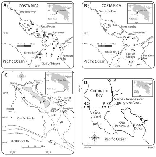 Trawl sampling stations. Pacific coast of Costa Rica. A. Gulf of Nicoya, R.V. Skimmer (1979-1980, 20 stations, 8 to 60 m deep). B. Gulf of Nicoya, R.V. Victor Hensen (1993-1994, 12 stations, 10 to 228 m), dashed line indicates the 100 m depth contour. C. Golfo Dulce, R. V. Victor Hensen (1993-1994, 13 stations, 20 to 235 m) The shaded area includes depths over 200 m. D. Coronado Bay, R.V. Victor Hensen (1993-1994, 5 stations, 21 to 187 m).