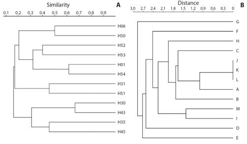 R.V. Victor Hensen (1993-1994). Dendogram resulting from cluster analysis (Sorensen index). A. Gulf of Nicoya (31 species x 12 stations). B. Golfo Dulce (19 species x 13 stations). No species were found at stations J, K & L. Pacific coast of Costa Rica.