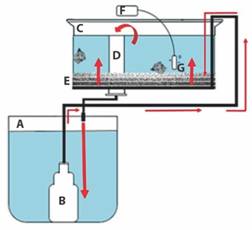 Sistema de recirculación de agua de flujo ascendente para el mantenimiento de los reproductores de Hexaplex nigritus. A. Reservorio de agua (200 l); B. bomba sumergible; C. tanque de los caracoles (150 l); D. tubo de desagüe; E. capas de grava, arena, tul y fibra de vidrio separadas por tela mosquitero; F. aireador eléctrico; G. piedra de aireación. Las flechas indican el flujo de agua.