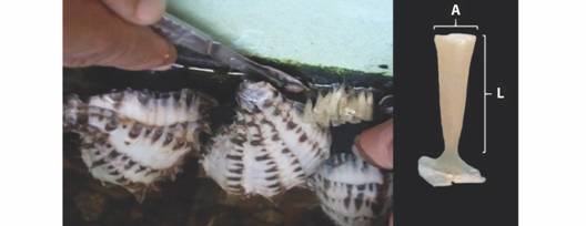 Desprendimiento de la masa ovígera de Hexaplex nigritus del tanque experimental (izquierda) y dimensiones promedio (L = longitud, A = ancho, mm) de la cápsula (derecha).