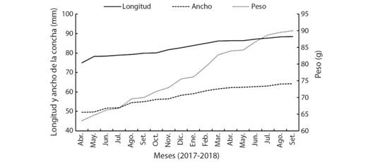 Longitud, ancho (mm) y peso (g) de Hexaplex nigritus en condiciones de laboratorio.