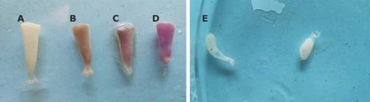 Apariencia de cápsulas viables (A. fertilizadas, B. y C. en desarrollo embrionario) y no viables (D. moradas y E.malformadas)