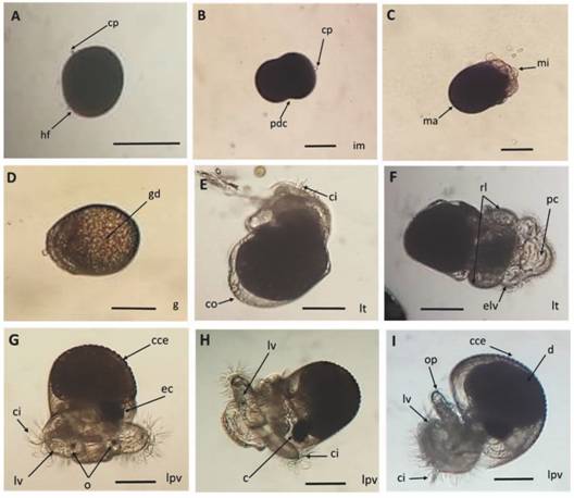 Desarrollo embrionario intracapsular de Hexaplex nigritus. A. Huevo fertilizado antes de la primera división celular. B. Primera división celular. C. Mórula. D. Gástrula. E. Larva trocófora temprana. F. Aparición de riñones larvarios. G. Larva pre-velígera temprana. H. Larva pre-larva velígera avanzada. I. Larva pre-velígera a punto de eclosionar. Abreviaciones: c = corazón, cce = concha con espinas, ci = cilios, co = concha, cp = cuerpo polar, d = digestivo, ec = esbozo de corazón, elv = esbozo de lóbulos velares, g = gástrula, gd = glándula digestiva, hf = huevo fertilizado, im = inicio mórula, lt = larva trocófora, lv = lóbulos velares, lpv = larva pre-velígera, ma = macrómero, mi = micrómero, o = ojos, op = opérculo, pc = protuberancia cefálica, pdc = primera división celular, rl = riñones larvarios. Escala: 100 µm.