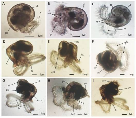 Desarrollo larval de Hexaplex nigritus. A-I. Larva velígera. Abreviaciones: b=boca, c = corazón, ci = cilios, co = concha, col = columela, cs = canal sifonal, d = digestivo, es = estatocitos, go = gónada, i = intestino, lv = lóbulos velares, lvel = larva velígera, m = manto, o = ojos, p = probóside, pce = pie ciliado con espinas, pi = pie, pv = primera voluta, sv = segunda voluta, tc = torsión de la concha. Escala: 100 µm.