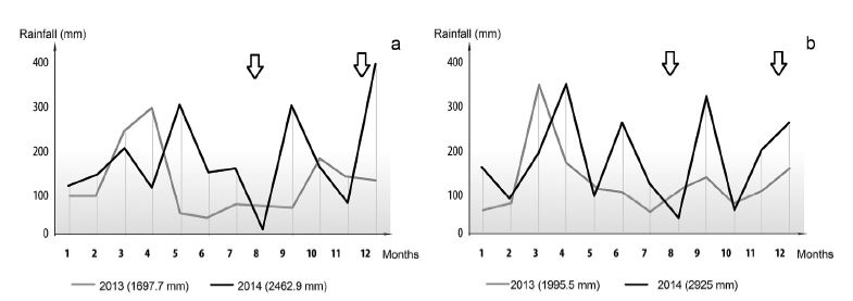 Distribution of monthly rainfall (2013-2014). A. Situation 1-5, productive sites. B. Situation 6, native trees. The arrows indicate sampling dates.
