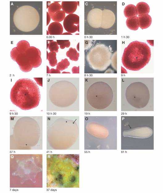 Embryonic and larval development of Orbicella faveolata. Dissecting microscope images of A. spawned egg, B, heart-shaped embryo undergoing first cleavage, C. 2-cell embryo, D. 4-cell embryo, E. 8-cell embryo, and F. 16-32-cell embryo. G. The embryo has flattened, and blastocoel has formed. H-I. The embryo takes a cushion-shape form with a concavity when the pseudo-blastopore (+) is forming. J. The embryo becomes more spherical, without evidence of the pseudo-blastopore. K. The invagination of the blastopore (*) has begun. L. The blastopore forms a major depression as the embryo regains its spherical shape. M. Early planula with oral pore (*). N. The early planula gradually elongates, and the translucent ectoderm is differentiated from the cream- colored central endoderm. O. Elongated planula larva. P. Planula larva with an evident ectoderm Q. Settled polyp with no zooxanthella R. Settled polyps with zooxanthella. This figure was done with pictures taken between the years 2018 and 2019. Photo credit: A, C, G, Q, R (Z&aacute;rate-Ar&eacute;valo); O, P, (G&oacute;mez-Lemos); J-M (Valc&aacute;rcel) and the remaining (Hern&aacute;ndez-Chamorro).