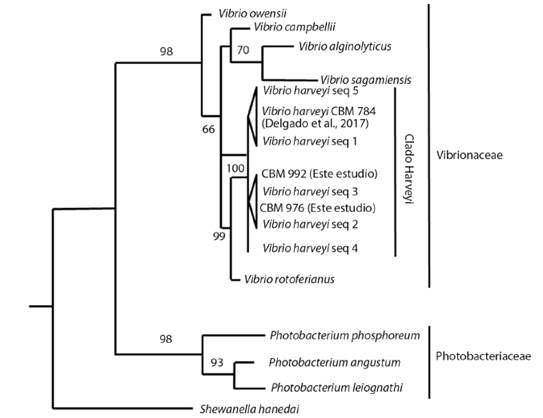 Árbol de posicionamiento taxonómico de bacterias luminiscentes mediante máxima verosimilitud (ML) y basado en secuencias parciales de la subunidad pequeña del ARN ribosomal (16S ARNr), subunidad beta de la girasa (gyrB) y del gen uridilato quinasa (pyrH) en una topología concatenada. Las cepas de este estudio se definen como CBM-976 y CBM-992. El número en las ramas indica el valor de soporte boostrap (porcentaje derivado de 2 000 repeticiones). Shewanella hanedai se estableció como grupo externo.
