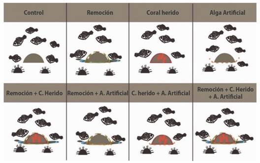 Esquema gr&aacute;fico del dise&ntilde;o experimental del efecto de herbivor&iacute;a sobre la competencia coral-alga. Se plantean tres factores: 1. Herbivor&iacute;a: (dos niveles: Con caja y sin caja). 2. &Eacute;poca clim&aacute;tica (H&uacute;meda y Seca). 3. Tratamientos de competencia (Ocho niveles: control, Remoci&oacute;n de algas, Da&ntilde;o coralino - herido, remoci&oacute;n + coral herido, Alga artificial, Algas + Alga artificial, Tejido Coralino + Alga artificial, Algas + Tejido Coralino + Alga artificial. Los rect&aacute;ngulos blancos indican las heridas en el coral, las l&iacute;neas discontinuas grises la remoci&oacute;n de algas alrededor del coral, las l&iacute;neas discontinuas negras representan las algas artificiales. &Eacute;ste esquema fue replicado con jaulas y sin jaulas.