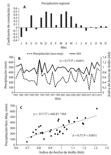 Respuesta clim&aacute;tica de Taxodium mucronatum. (A) Coeficiente de correlaci&oacute;n entre el &iacute;ndice de anillo total y la precipitaci&oacute;n regional (1983-2015). (B) Relaci&oacute;n entre la precipitaci&oacute;n noviembre-mayo (mejor correlaci&oacute;n) y el &iacute;ndice de anillo total. (C) Dispersi&oacute;n del modelo de regresi&oacute;n para reconstruir la precipitaci&oacute;n.
