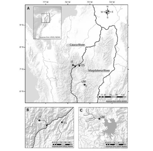 Brycon henni sampling sites (dark circles) in three sectors of the (A) Colombian Magdalena-Cauca hydrographic region: (B) the Cauca River (IT, Ituango River; ES, Espíritu Santo River) and (C) the Magdalena River (La Magdalena Stream). The black triangle denotes the location of the Ituango hydropower plant.