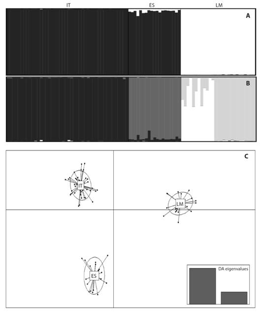 Population structure bar plots estimated by STRUCTURE software for (A) K = 2, (B) K = 4 and (C) discriminant analysis of principal components in three sites of the Magdalena-Cauca hydrographic region. IT: Ituango River; ES: Espíritu Santo River; LM: La Magdalena Stream.