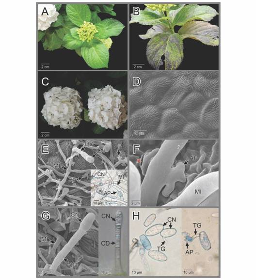 AP: apresorio; CD: conidi&oacute;foros; CN: conidias; MI: micelio; TG: tubo de germinaci&oacute;n. Hydrangea macrophylla. Plantas sanas e infectadas por la Oidiosis o ceniza y caracter&iacute;sticas del hongo causante de la enfermedad. A. Planta sana. B. Planta infectada. C. Corimbos florales sanos (izquierda) e infectados (derecha). D. Superficie de la epidermis adaxial de las hojas sanas, se observan estr&iacute;as cuticulares (Microscop&iacute;a electr&oacute;nica de barrido-MEB). E-G. Caracter&iacute;sticas morfol&oacute;gicasdel micelio externo mostrando apresorios, conidiforos y conidias.El detalle en E corresponde a una secci&oacute;n a mano alzada y te&ntilde;ida con azul de Lactofenol. En F, la cabeza de flecha roja indica el deterioro de la cut&iacute;cula (Microscop&iacute;a electr&oacute;nica de barrido-MEB). En H detalles de las conidias y tubos de germinaci&oacute;n te&ntilde;idas con azul de lactofenol.
