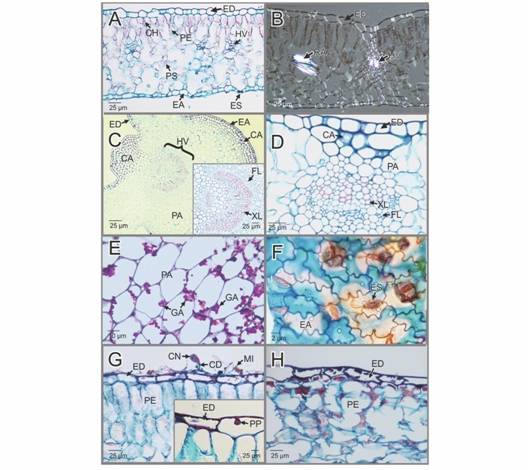 CA: col&eacute;nquima angular; CD: conidi&oacute;foros; CH: cloroplastos; CN: conidias; EA: epidermis abaxial; ED: epidermis adaxial; ES: estoma; FL: floema; GA: gr&aacute;nulos de almid&oacute;n; HV: haz vascular; MI: micelio; PA: par&eacute;nquima fundamental o de relleno; PE: par&eacute;nquima de empalizada; PP: papilas; PS: par&eacute;nquima esponjoso; RA: rafidios; XL: xilema.Hydrangea macrophylla. Caracter&iacute;stica morfo-anat&oacute;micas de las hojas sanas e infectadas por la Oidiosis o ceniza. A-B. Secciones transversales de las hojas sanas, te&ntilde;idas con Safranina-azul de Alcian. En campo claro y con luz polarizada, respectivamente. C-D. Secciones trasversales de las nervaduras de primer y segundo orden de las hojas sanas, respectivamente (Safranina-azul de Alcian). En C se aprecia en el recuadro, un detalle del haz vascular de primer orden. E. Detalle del par&eacute;nquima de la nervadura (reacci&oacute;n del &aacute;cido pery&oacute;dico de Schiff). F. Detalle de la epidermis abaxial (Safranina-azul de Alcian). G-H. Secciones transversales de las hojas infectadas (Safranina-azul de Alcian). G. Infecci&oacute;n temprana. Se aprecian, el micelio externo, conidias y conidioforos sobre la pared periclinal. En el recuadro, se observa un detalle de la epidermis adaxial. H. Secci&oacute;n transversal de la hoja mostrando un detalle del avance de la infecci&oacute;n. 