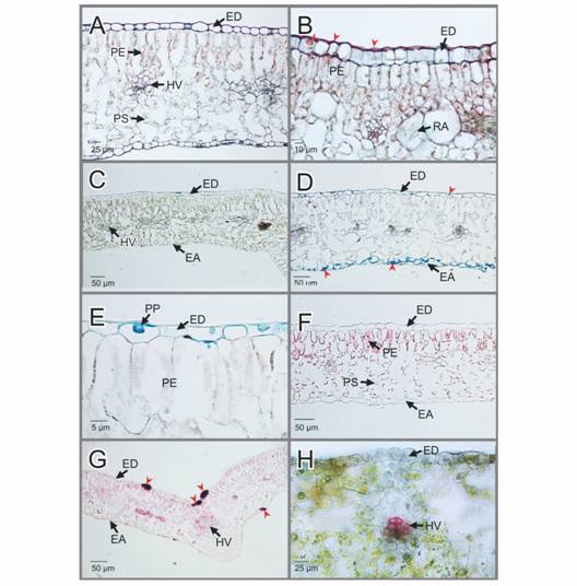 EA: epidermis abaxial; ED: epidermis adaxial; HV: haces vasculares; PE: par&eacute;nquima de empalizada; PP: papilas; PS: par&eacute;nquima esponjoso; RA: rafidios. Hydrangea macrophylla. Pruebas histoqu&iacute;micas aplicadas a las secciones de hojas sanas e infectadas por la Oidiosis o ceniza. A-B. Secciones transversales de hojas sanas e infectadas te&ntilde;idas con rojo de Rutenio, respectivamente. En B Se aprecian engrosamientos de pectinas en las c&eacute;lulas epid&eacute;rmicas y papilas presentes en las hojas infectadas (cabezas de flecha roja). C-D. Secciones transversales de hojas sanas e infectadas te&ntilde;idas con Lacmoid, respectivamente. Se indica la calosa (cabezas de flecha roja). E. Detalle de la epidermis adaxial te&ntilde;ida con Lacmoid mostrando las papilas. F-G. Secciones transversales de hojas sanas e infectadas te&ntilde;idas con Pounceau S, respectivamente. Se indica la calosa (cabezas de flecha roja). H. Secci&oacute;n trasversal de hoja infectada te&ntilde;ida con Floroglucinol &aacute;cido. El color fucsia en el haz vascular indica la presencia de lignina. 