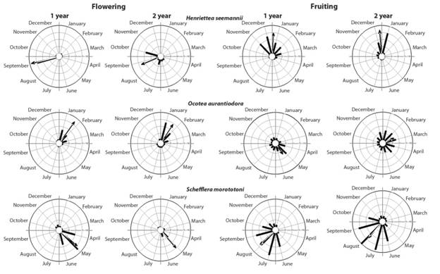 Circular histograms of the individual frequencies of peak flowering and fruiting dates of Henriettea seemannii, Ocotea aurantiodora and Schefflera morototoni in Southwestern Colombia. Bars represent the sum of the frequencies of the peak dates for each year. The arrow indicates mean date (mean angle), and length of the arrow indicates degree of seasonality (r value).