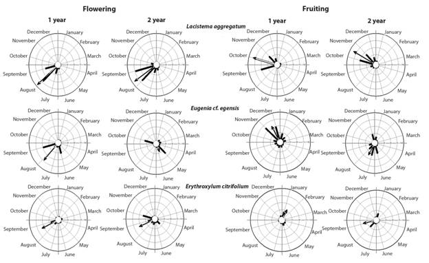 Circular histograms of the individual frequencies of peak flowering and fruiting dates of Lacistema aggregatum, Eugenia cf. egensis and Erythroxylum citrifolium in Southwestern Colombia. Bars represent the sum of the frequencies of the peak dates for each year. The arrow indicates mean date (mean angle), and length of the arrow indicates degree of seasonality (r value).
