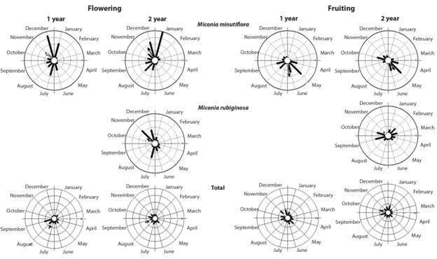 Circular histograms of the individual frequencies of the peak flowering and fruiting dates of Miconia minutiflora, M.rubiginosa and all species in Southwestern Colombia. The bars represent the sum of the frequencies of the peak dates for each year. The arrow indicates mean date (mean angle), and length of the arrow indicates degree of seasonality (r value).