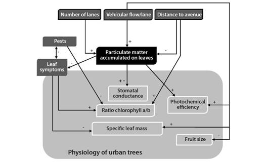 Relationships between the traffic and biological parameters for five species of urban trees in Bogotá. The PMAL had a direct effect on the gas exchange, photochemical efficiency and leaf symptoms. The pests and diseases affected the pigment content and the allometry of the leaves. Positive and negative interactions are denoted by signs on the arrows.