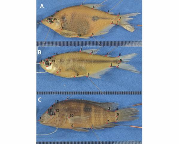 Especies de estudio e hitos seleccionados para su an&aacute;lisis. A.Rhoadsia minor. B.Eretmobrycon ecuadoriensis. C.Andinoacara blombergi.