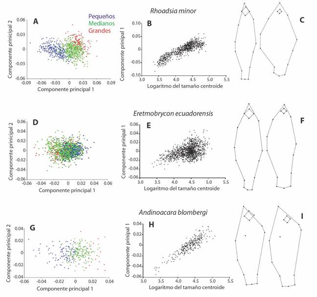 Relaci&oacute;n entre el tama&ntilde;o y variaci&oacute;n en la forma del cuerpo. A, D, G. An&aacute;lisis de Componentes Principales codificados por su tama&ntilde;o. B, E, H. Correlaci&oacute;n entre el logaritmo del tama&ntilde;o centroide y el Componente Principal 1. C, F, I. Variaci&oacute;n en la forma del cuerpo dado por la alometr&iacute;a. A la izquierda la forma del cuerpo en espec&iacute;menes peque&ntilde;os y a la derecha la forma del cuerpo en espec&iacute;menes grandes, asociado con el Componente principal 1.