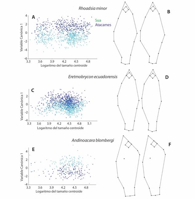 Forma del cuerpo seg&uacute;n el r&iacute;o. A, C, E. Relaci&oacute;n entre el logaritmo del tama&ntilde;o centroide y la Variante Can&oacute;nica 1. B, D, F. Variaci&oacute;n en la forma del cuerpo entre organismos del r&iacute;o Atacames (izquierda) vs. organismos del r&iacute;o S&uacute;a (derecha). 