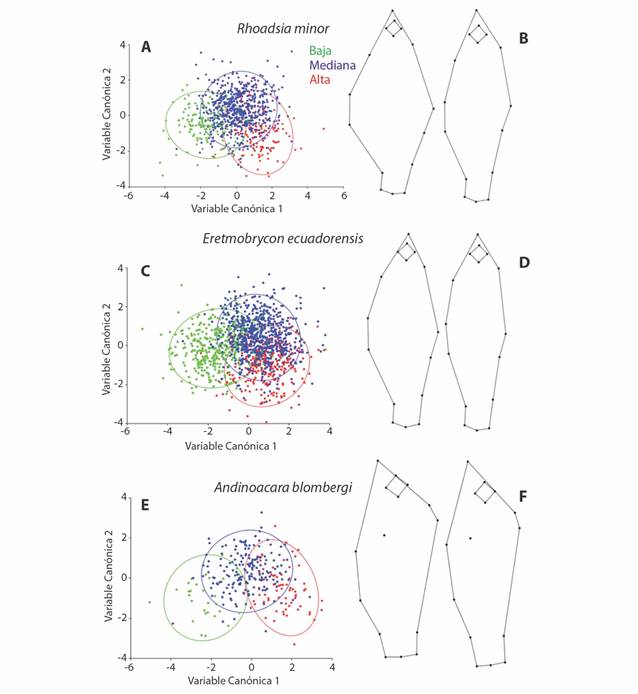 Relaci&oacute;n entre la forma del cuerpo y la zona del r&iacute;o. A, C, E. An&aacute;lisis de Variante Can&oacute;nica entre grupos definidos por zona de recolecci&oacute;n. B, D, F. Variaci&oacute;n en la forma del cuerpo. Organismos de la zona baja (izquierda) vs. organismos de la zona alta (derecha). 