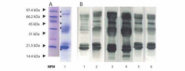 Electrophoresis and Western blotting assays. A. SDS PAGE electrophoresis of B. asper reference venom from Panama. MPM: Low Range molecular marker (Bio-Rad); 1. Panamanian B. asper reference venom (15 μg of lyophilized venom) separated by SDS PAGE (15 %) under reducing conditions; B. Immunological reactivity against B. asper reference venom from Panama determined by Western blotting using antivenoms produced in Latin America. 1. Antivenom anti B. asper from Panama (produced in rabbits); 2. Antivenom from Venezuela; 3. Antivenom from Costa Rica; 4. Antivenom from Colombia; 5. Antivenom from Brazil; 6. Antivenom from Argentina.