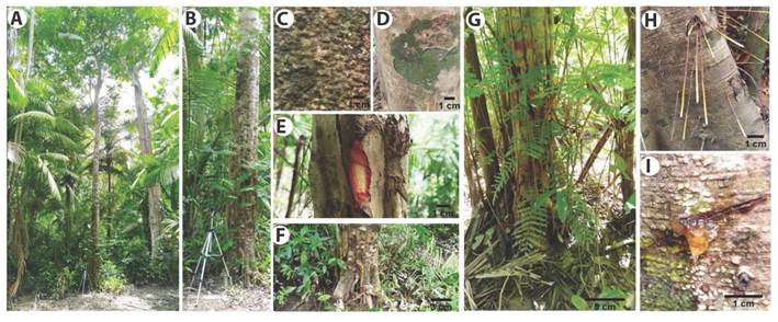 Morphological characteristics of adult individuals of Pentaclethra macroloba in the Amazon estuary: A.Pentaclethra macroloba tree, B. Straight trunk, C. Protuberant lenticels on the trunk, D. Moss and lichen stain, E. Red phloem and yellow sapwood, F. Base of the trunk, G. Spread of branches at the base of the trunk, H. Adventitious roots and I. Exudate on the trunk.