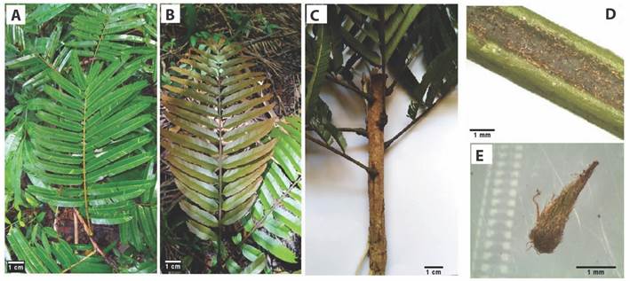 Morphological characteristics of the Pentaclethra macroloba leaf in the Amazon estuary: A. Ripe leaf, A. New leaf, C. Alternate spiral phyllotaxy, D. Petiole channeled with trichomes and E. Pulvinus base stipule.