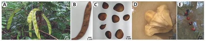 Morphological characteristics of fruits and seeds of Pentaclethra macroloba in the Amazon estuary: A. Immature fruits, B. Ripe fruit with its valves, C. Ripe seeds, D. Seed embryo and E. Seeds floating in the water of the Amazon river.