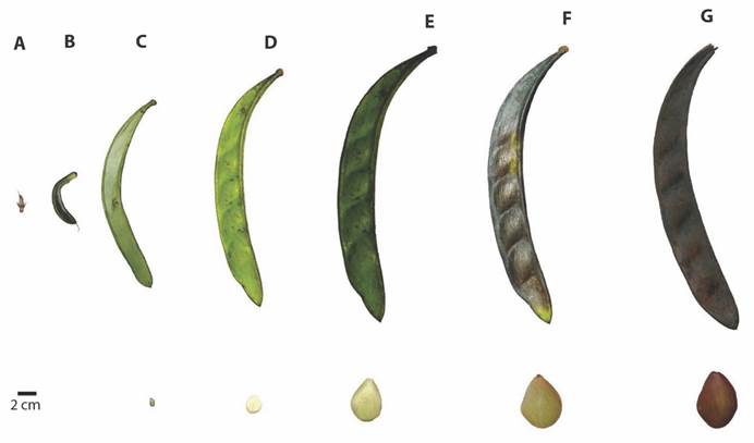 Maturation phases of fruits and seeds of Pentaclethra macroloba in the Amazon estuary. Evolution of shape, size and colour: phase A. 22nd day after flower fertilization; phase B. 32nd day; phase C. 53rd day; phase D. 78th day; phase E. 110th day; phase F. 144th day; and phase G. 198th day of maturation.